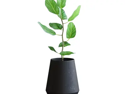 Ficus Plant II 3D model