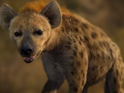 Spotted Hyena Animated 3D model