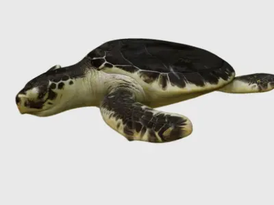 Tortoise 3d model sea turtle 3D model