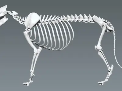 Lion Anatomy  3D model