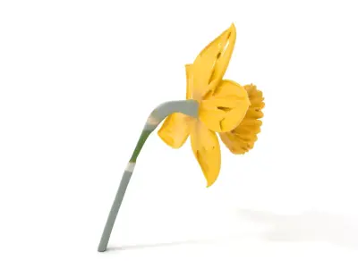 Vibrant Daffodil model pack Low-poly 3D model