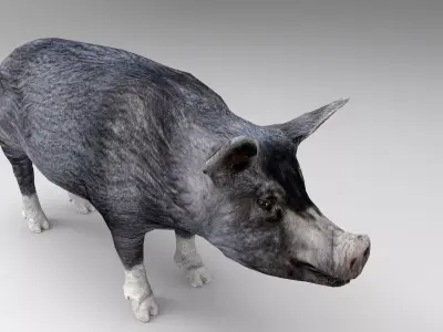 Black Pig Rigged  Low-poly 3D model