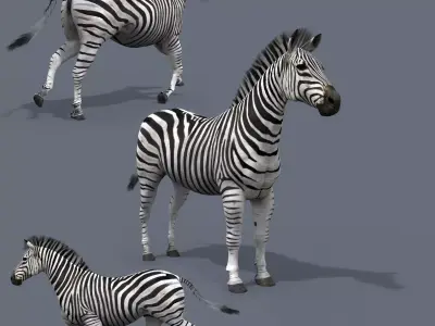 Pro Zebra - 4K 3D model