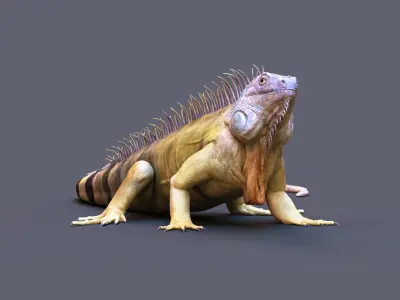 Iguana RIG 3D model