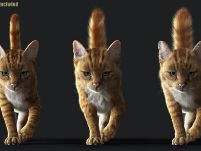 Cat Orange Tabby ANIMATED   YETI version 3D model