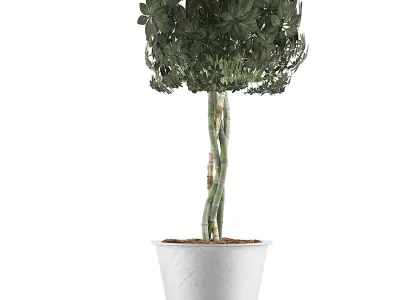 Plants Collection 72 3D model