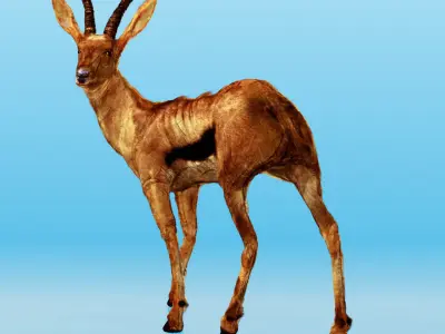 Generic Realtime African Brown Buck Low-poly 3D model