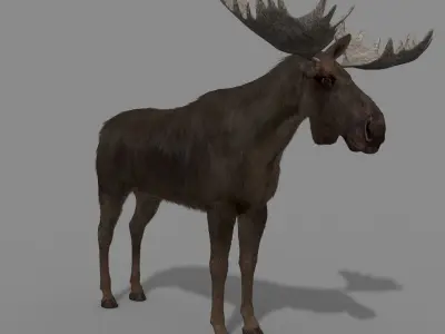 Virtual Moose 3d model 3D model