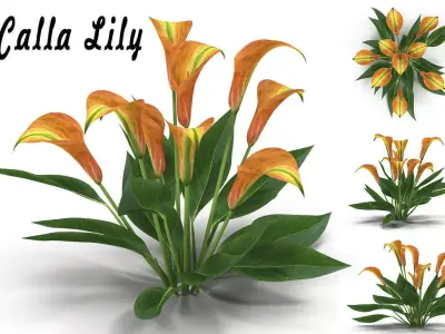 Calla Lily orange 3D model