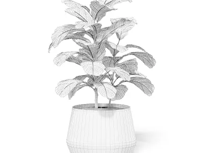 Fig Plant 3D Model in Wicker Basket 3D model