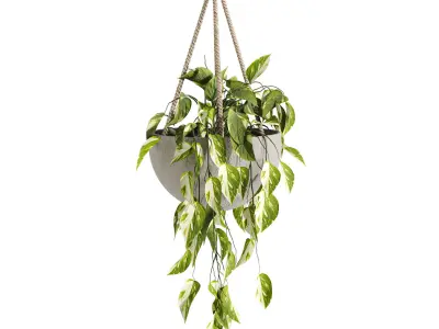 hanging Plants Set 3D model