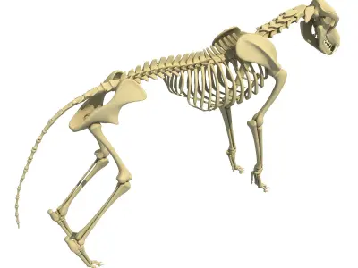 Wolf Skeleton 3D model