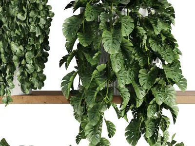 Plants on Shelf SetV4 3D model