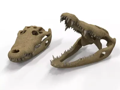 Crocodile skull  3D model 3D model