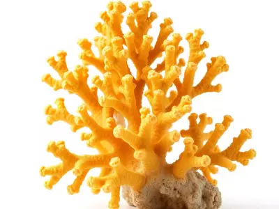 Golden Coral Reef model pack Low-poly 3D model