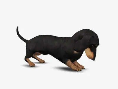Dog Dachshund Low-poly 3D model