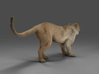 Lioness Rigged V01 in Blender Low-poly 3D model