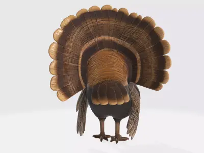 Realistic Turkey Thanksgiving Decor Wild Turkey 3D print model