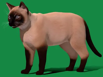 Balinese Thai Siamese Cat  Low-poly 3D model