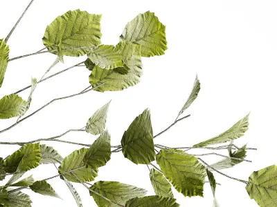 Green Floral Bouquet Of Branches With Leaves Vase 545 3D model