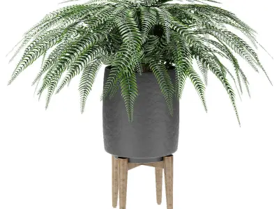 Plant in Pot Flowerpot Exotic Plant  3D model