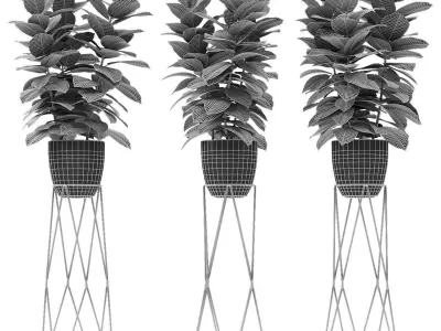 Plant in Pot Flowerpot Exotic Plant 3D model 10