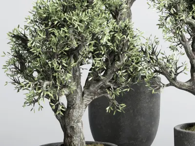 Collection outdoor plant 88 pot old olive tree concrete old vase 3D model