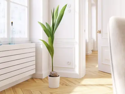 Coconut palm in pot 3D model