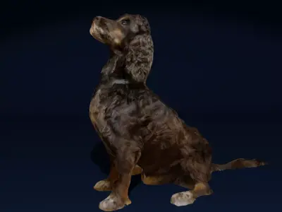 Sitting Cocker Spaniel Dog Photoscan Low-poly 3D model