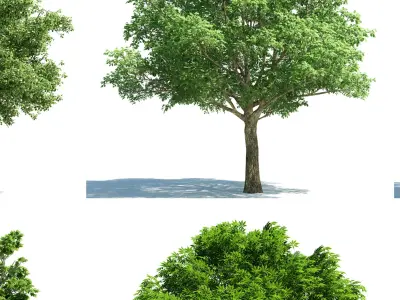 Modern Tree s 3D model