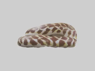 Indian Python coiled model Low-poly 3D model