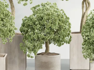 indoor plant Set 096 3D model