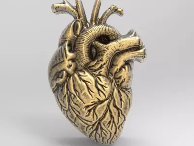 Anatomical Heart 3D Model for 3D Printing and CNC Carving 3D print model