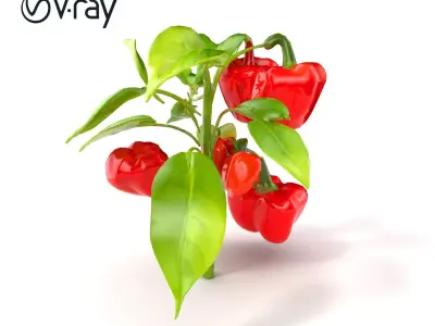 Red Pepper Plant Vegetable D Model Pack Low-poly 3D model