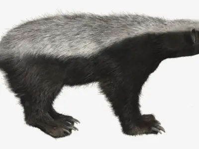 Honey badger with realistic fur Low-poly 3D model