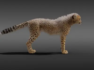 Young Cheetah Fur 3D model