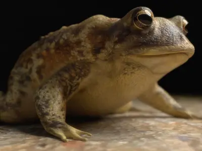 VSHADE Professional Shader System for Blender Cycles and Eevee 3D model