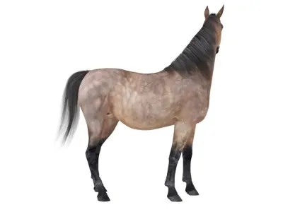 Horse Collection 03 3D model