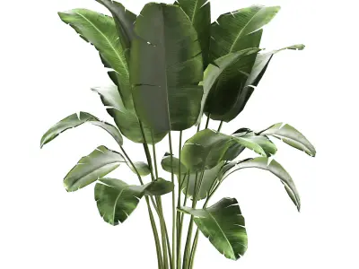 Banana palm in a rust pot for the interior 929 3D model