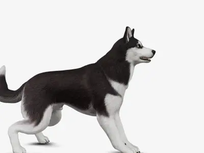 Dog Siberian Husky Low-poly 3D model