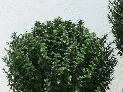 Plants boxwood bush in concrete planter 3D model