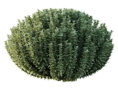 Frutices Fortescue Euonymus 05 Free 3D model