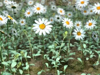 Daisy Flower 3D model