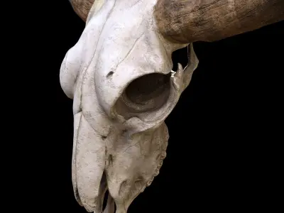 longhorn skull Low-poly 3D model