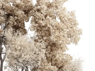 Indoor plant autumn set 333 concrete vase plant tree bush pot  Low-poly 3D model