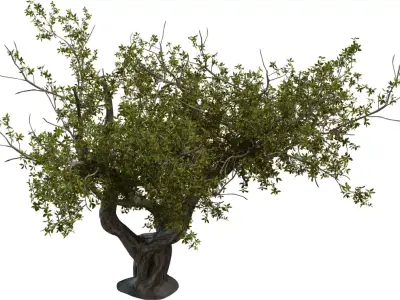 Twisted Ancient Tree Low-poly 3D model