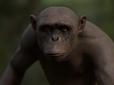 Rigged Hairless Chimpanzee Low-poly 3D model Low-poly 3D model