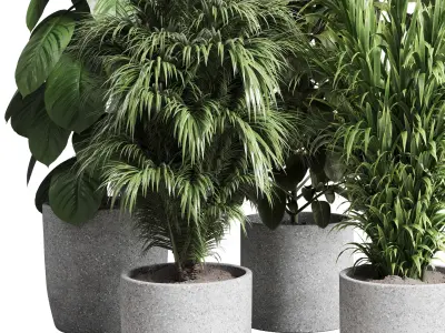 Collection indoor pot plant ficus rubbery palm concrete vase 3D model