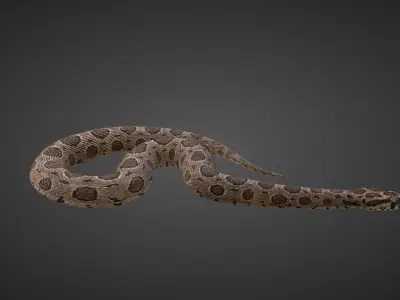 Russell Viper Animated VFX Grace 3D model
