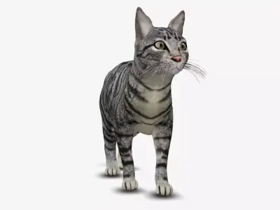 cat american short hair 3D model